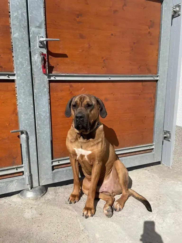 Romeo -  - Bild 2