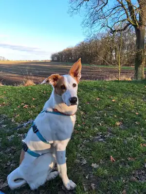 Duke – Podenco Canario – Bild 5