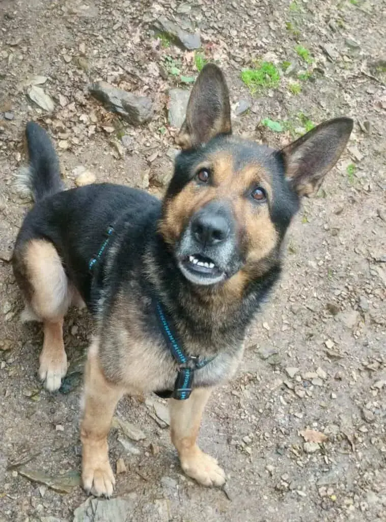 Kahlua - Deutscher Schäferhund - Bild 1
