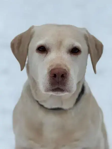 Merry - Labrador Retriever - Bild 2