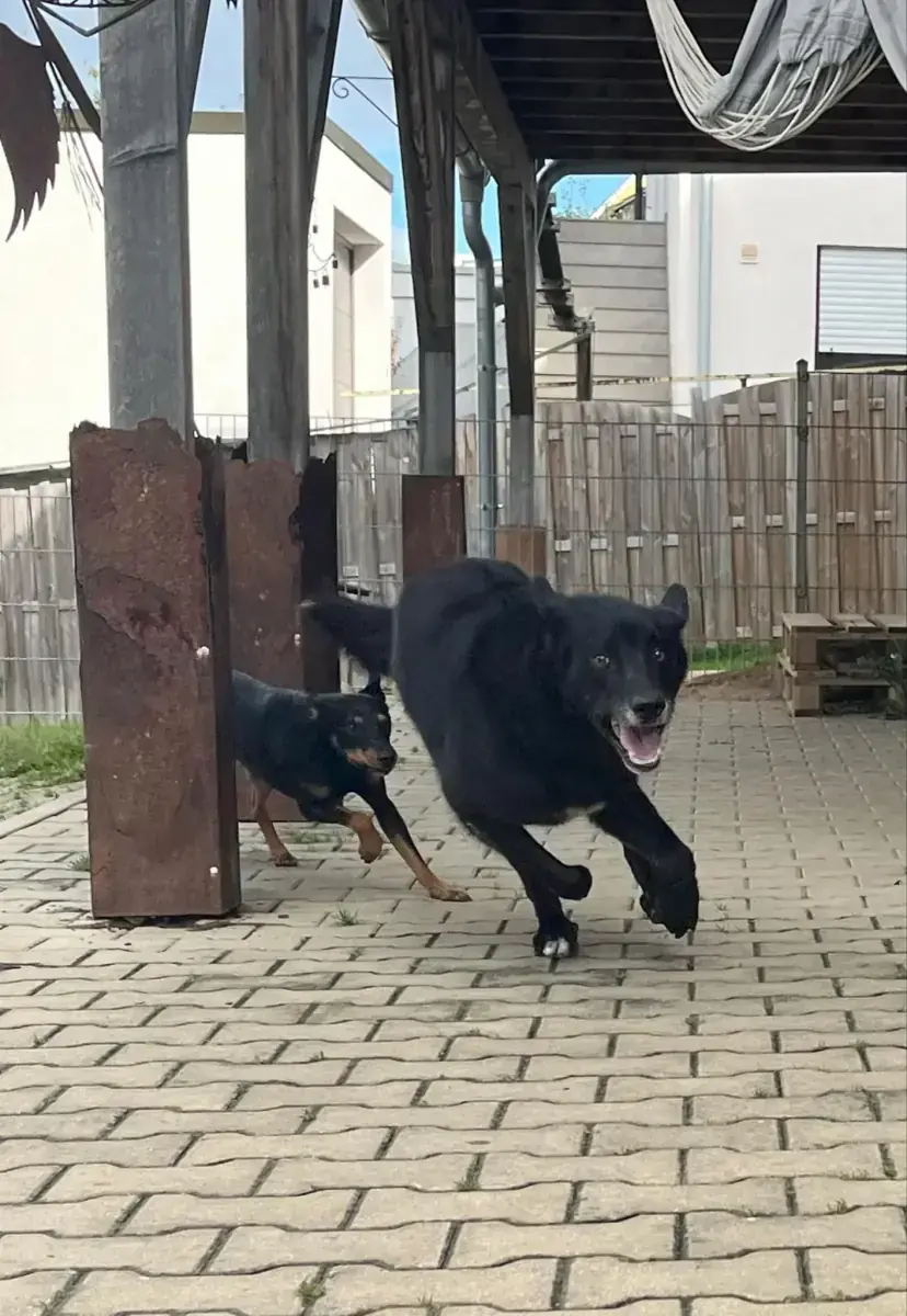 Rex - Deutscher Schäferhund - Bild 6
