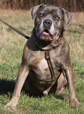 Drago – Cane Corso Italiano – Bild 15