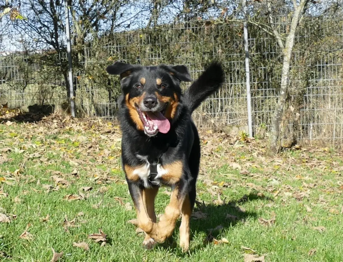 Nero -  - Bild 1