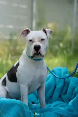 Apollo – American Staffordshire Terrier – Bild 12