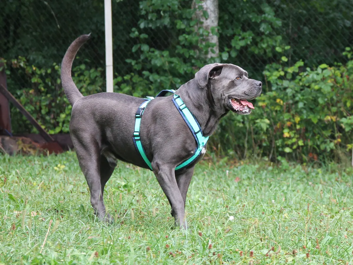 Gino -  - Bild 3