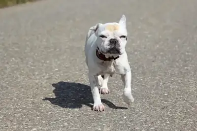 Dolly – Französische Bulldogge – Bild 5