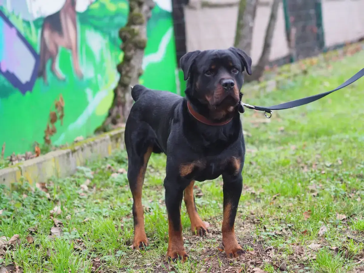 Githar - Rottweiler - Bild 4