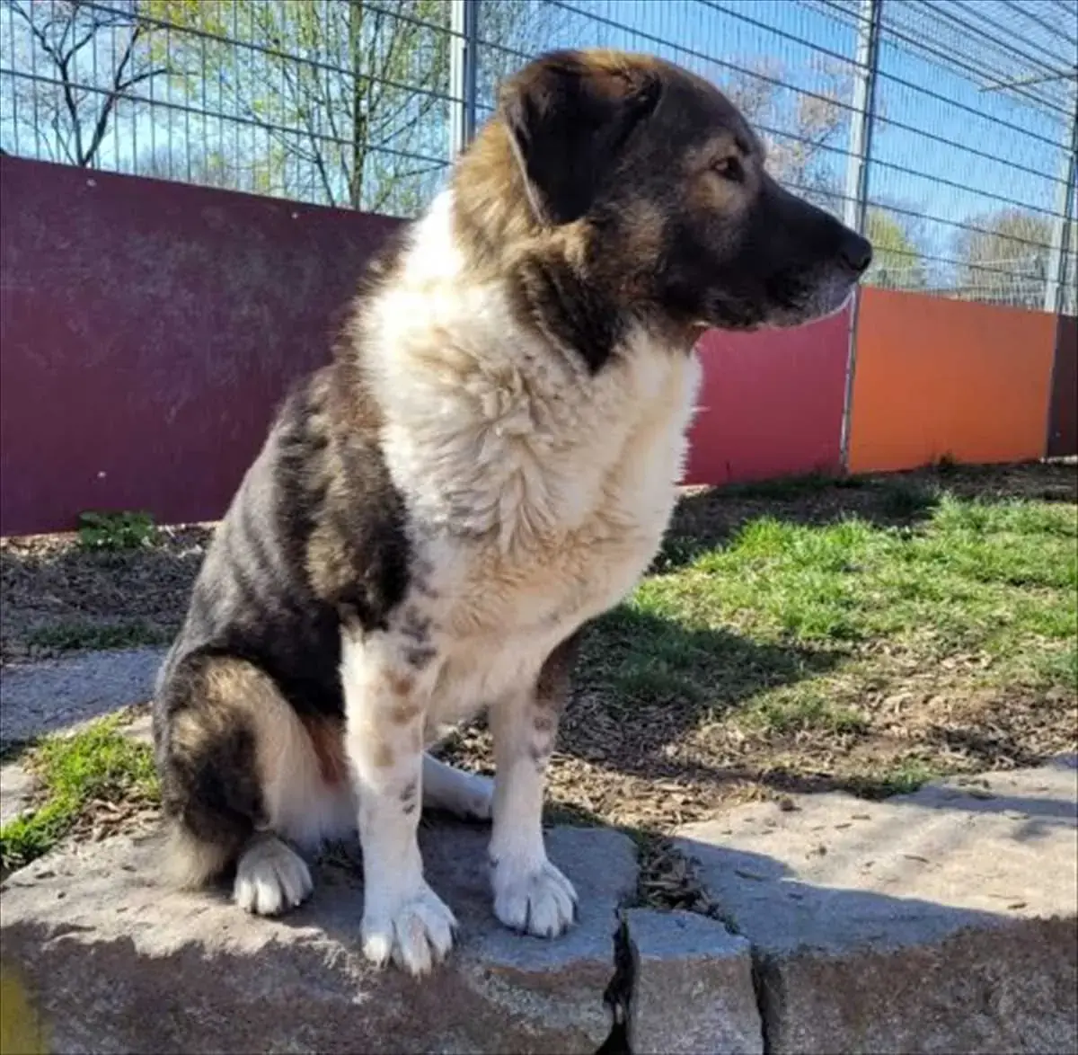 SAMMY -  - Bild 3