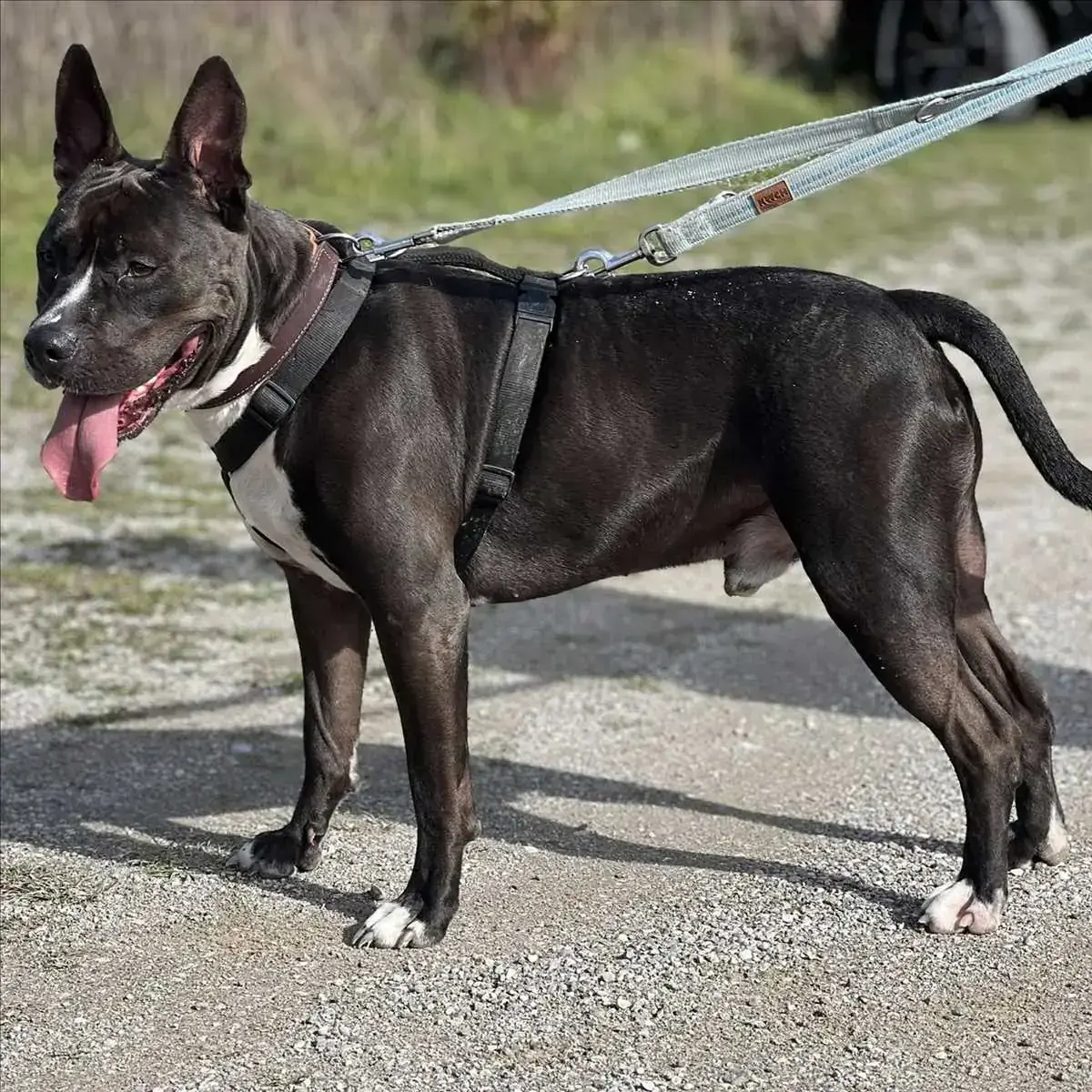 Rio - American Staffordshire Terrier - Bild 2