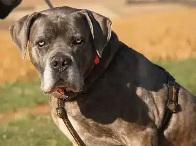 Drago – Cane Corso Italiano – Bild 5