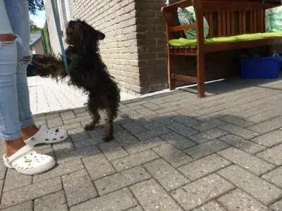 Gismo -  - Bild 9
