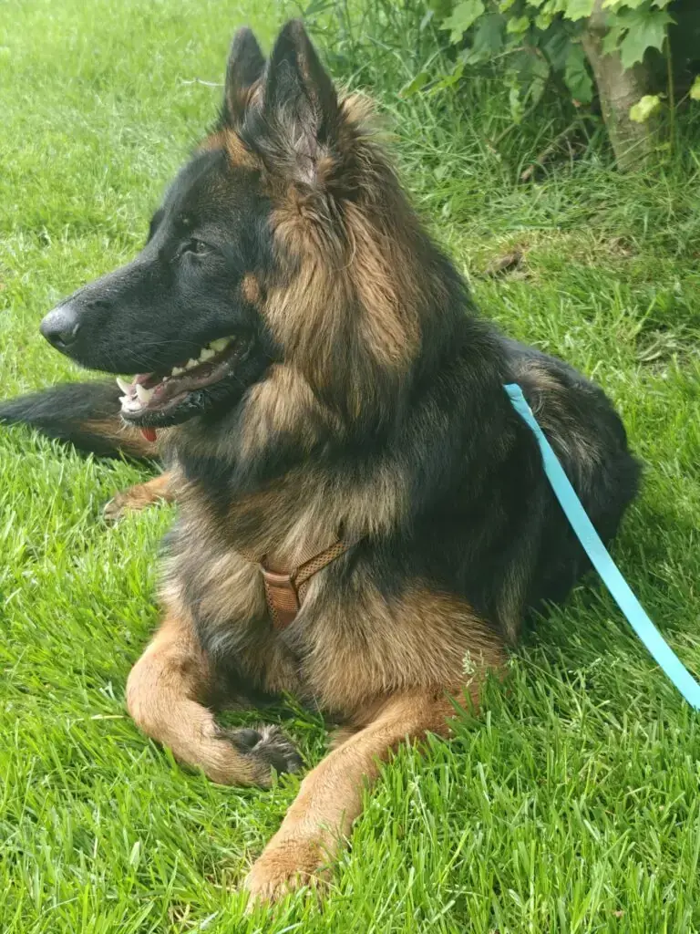 Mika - Deutscher Schäferhund - Bild 1