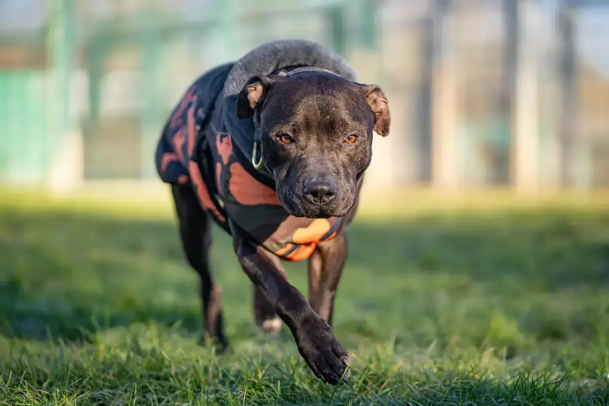 Wambo - American Staffordshire Terrier - Bild 2