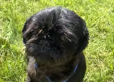 Betty – Shih Tzu – Bild 4
