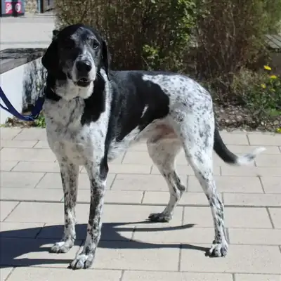 Basti – Deutsche Dogge, English Pointer – Bild 3