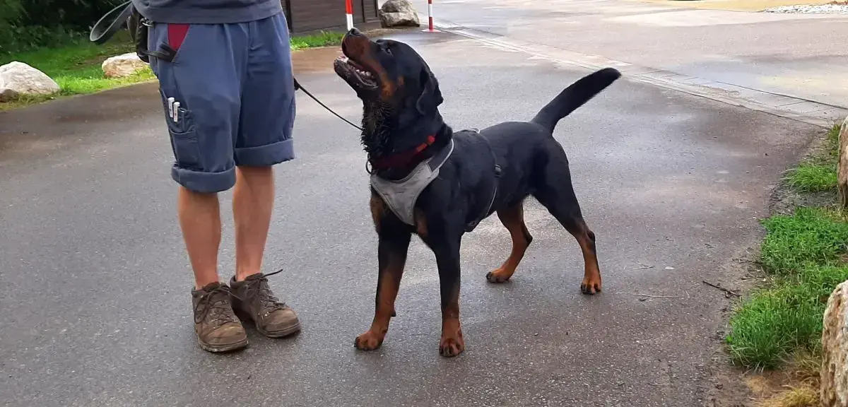 Amigo - Rottweiler - Bild 7