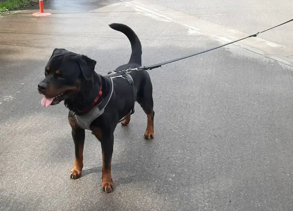 Amigo - Rottweiler - Bild 12