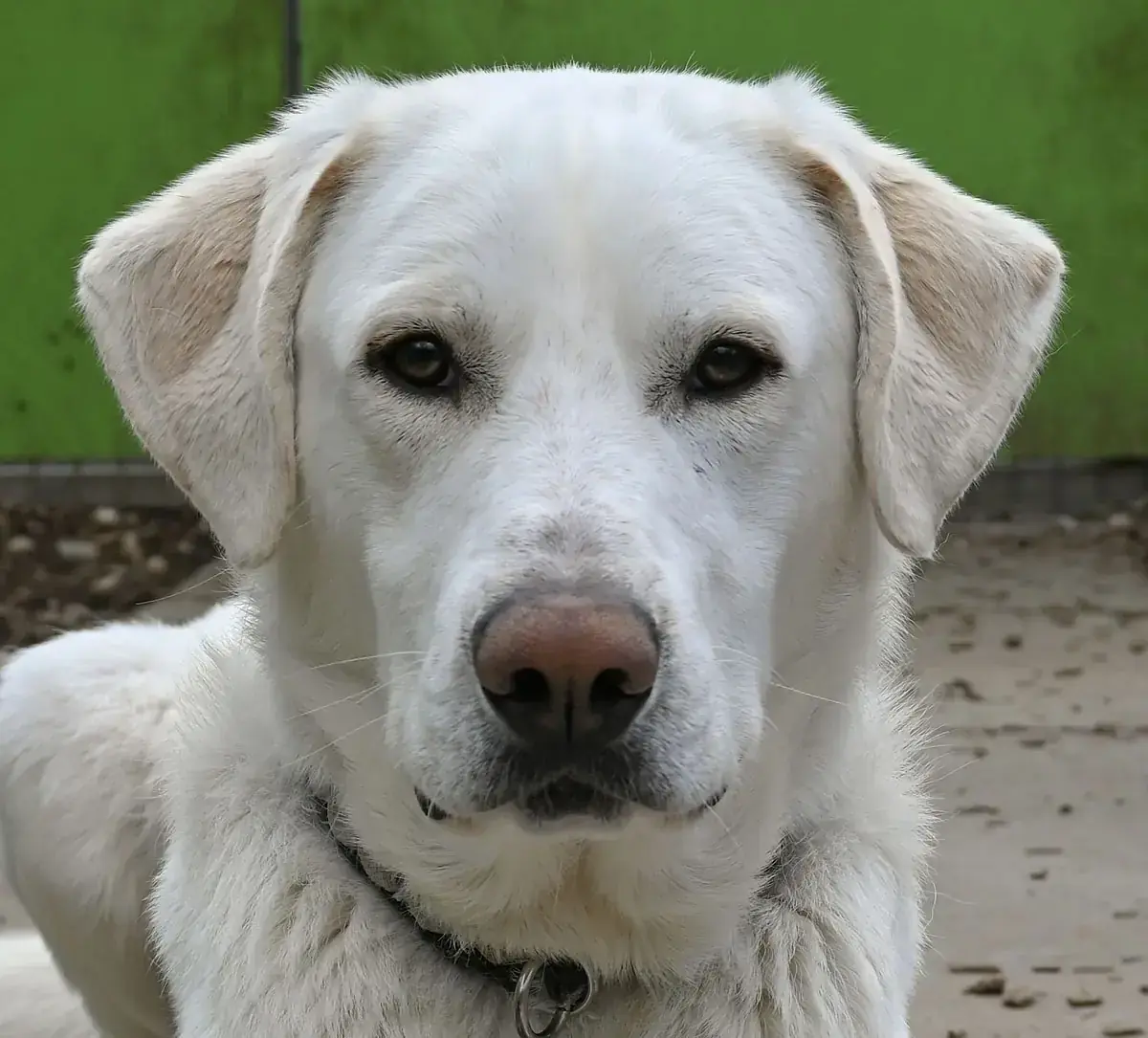 Simon -  - Bild 2