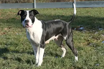 Esmé – American Staffordshire Terrier – Bild 2