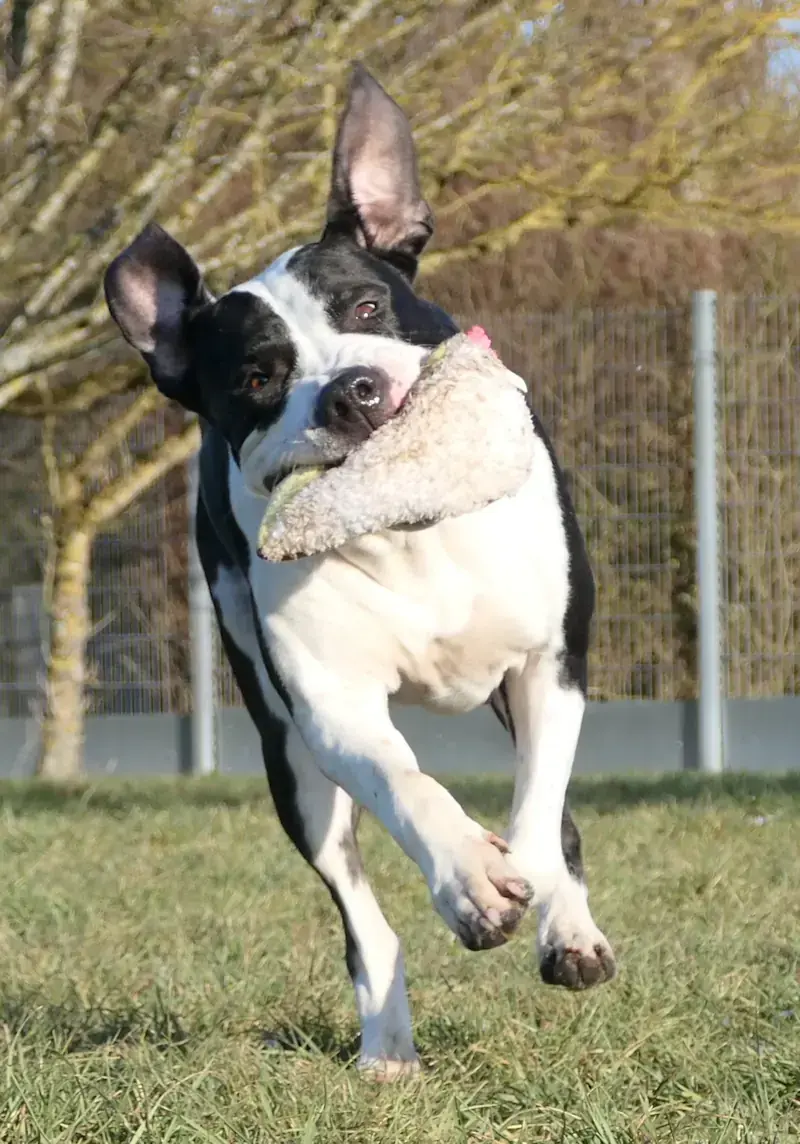 Esmé - American Staffordshire Terrier - Bild 1