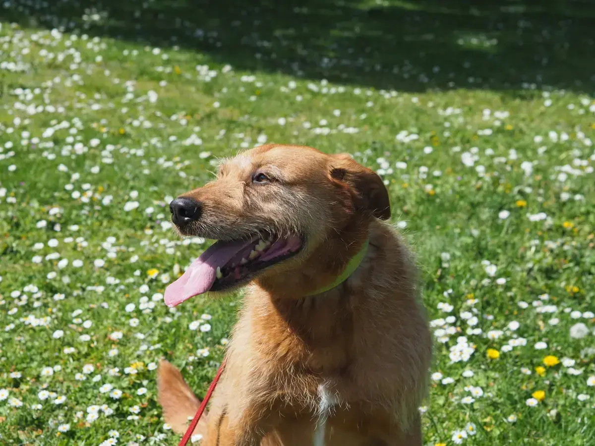 Kap - Riesenschnauzer - Bild 6