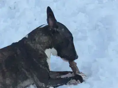Adonis – Hund – Bild 3