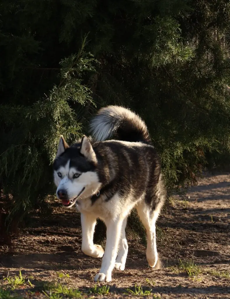 Nanuk - Siberian Husky - Bild 1