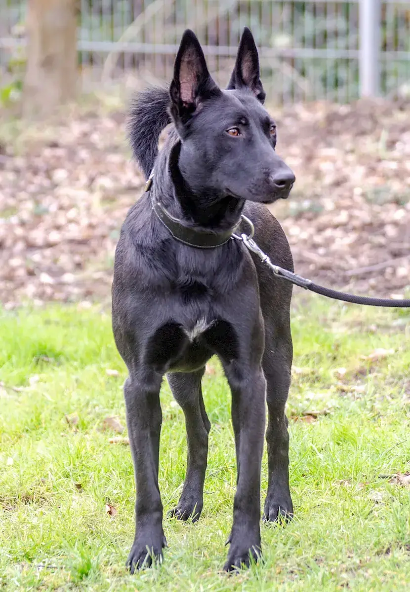 Greta - Deutscher Schäferhund - Bild 13