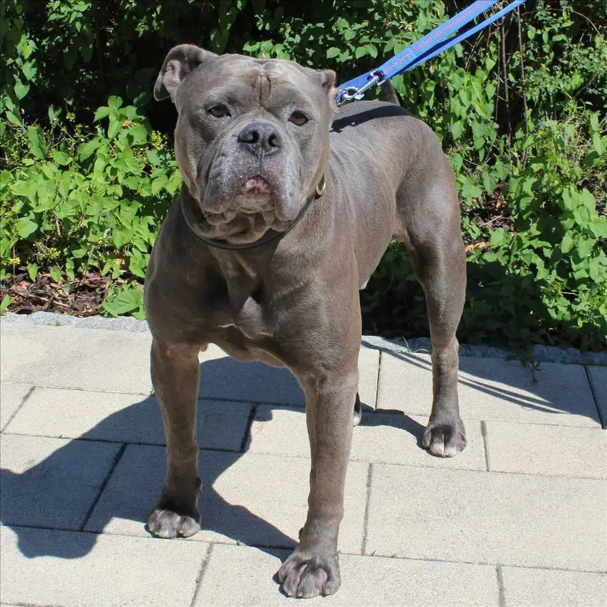 CHARLY - Englische Bulldogge - Bild 2