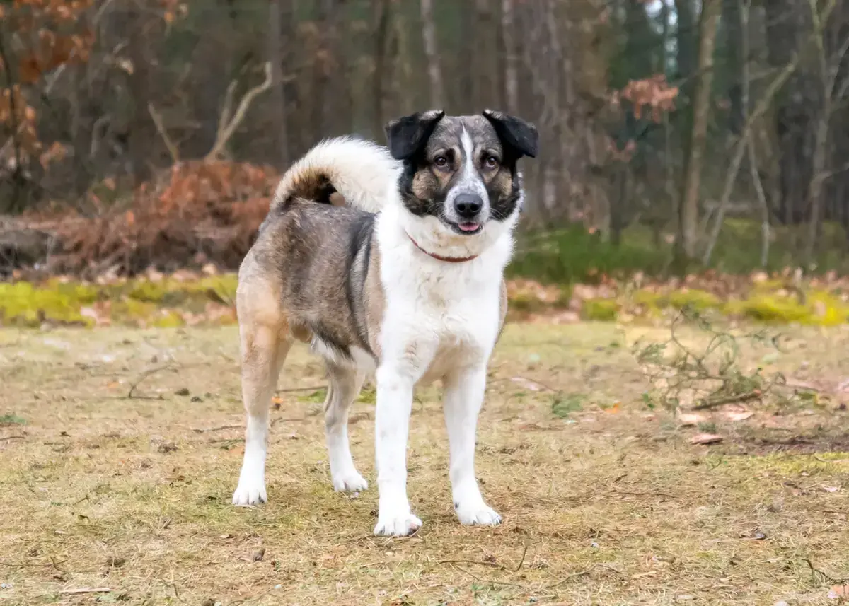 Kalle -  - Bild 3