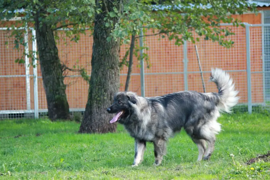 Rocky -  - Bild 3