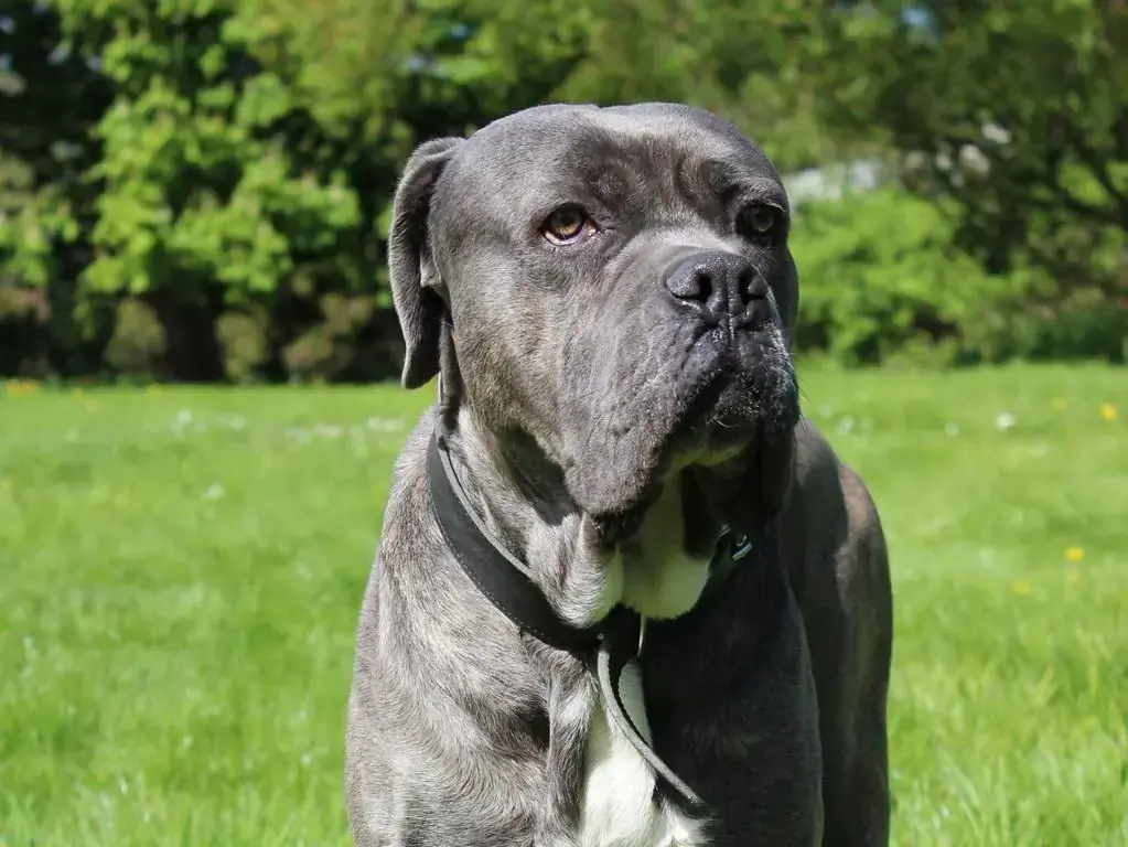 Beelzebub - Cane Corso Italiano - Bild 2