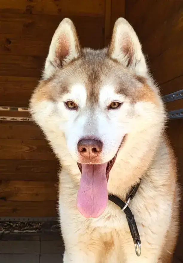 Siberian Husky Chinook