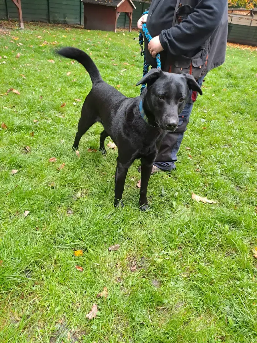Billy - Labrador Retriever - Bild 4
