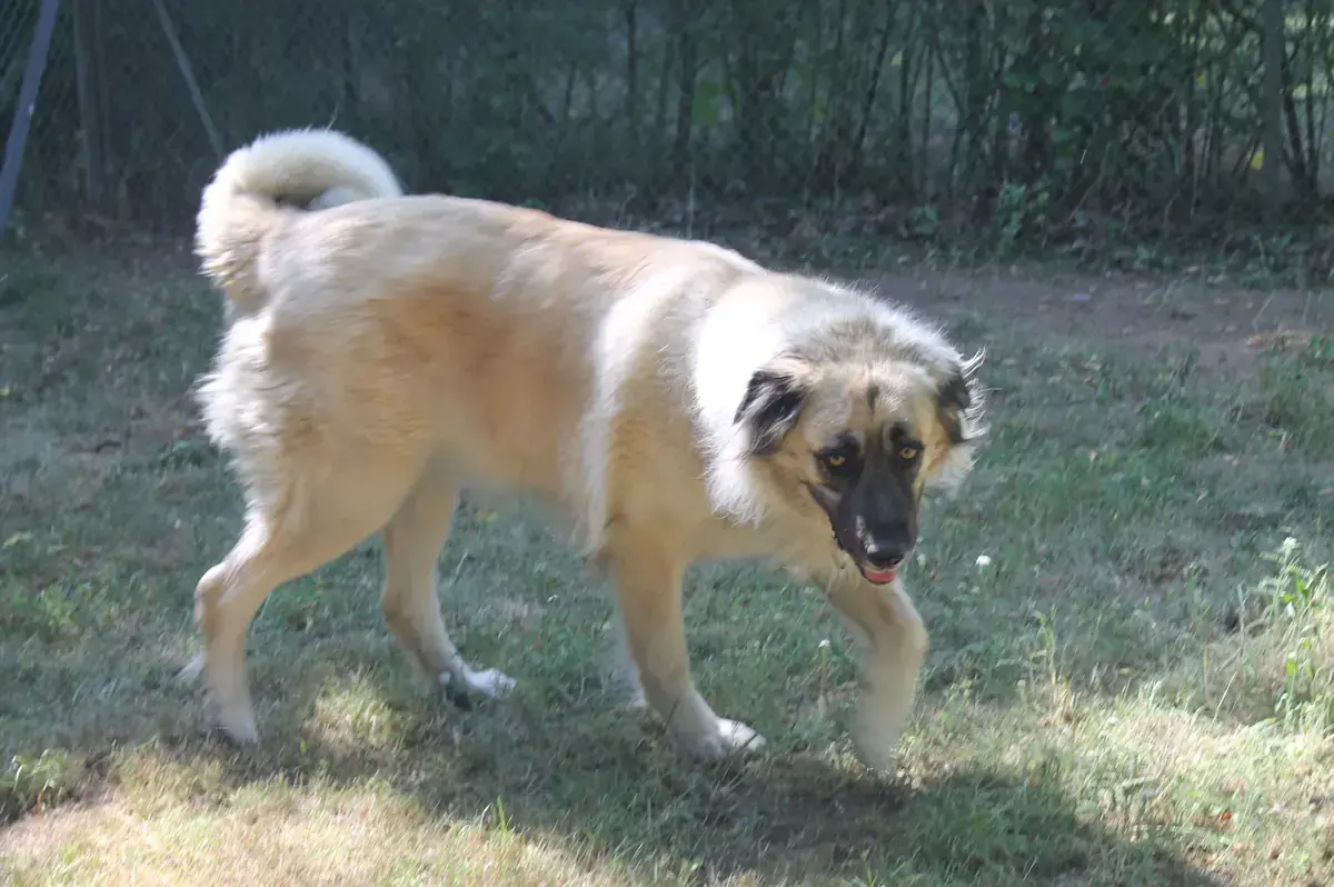 Mira - Kangal-Hirtenhund - Bild 7