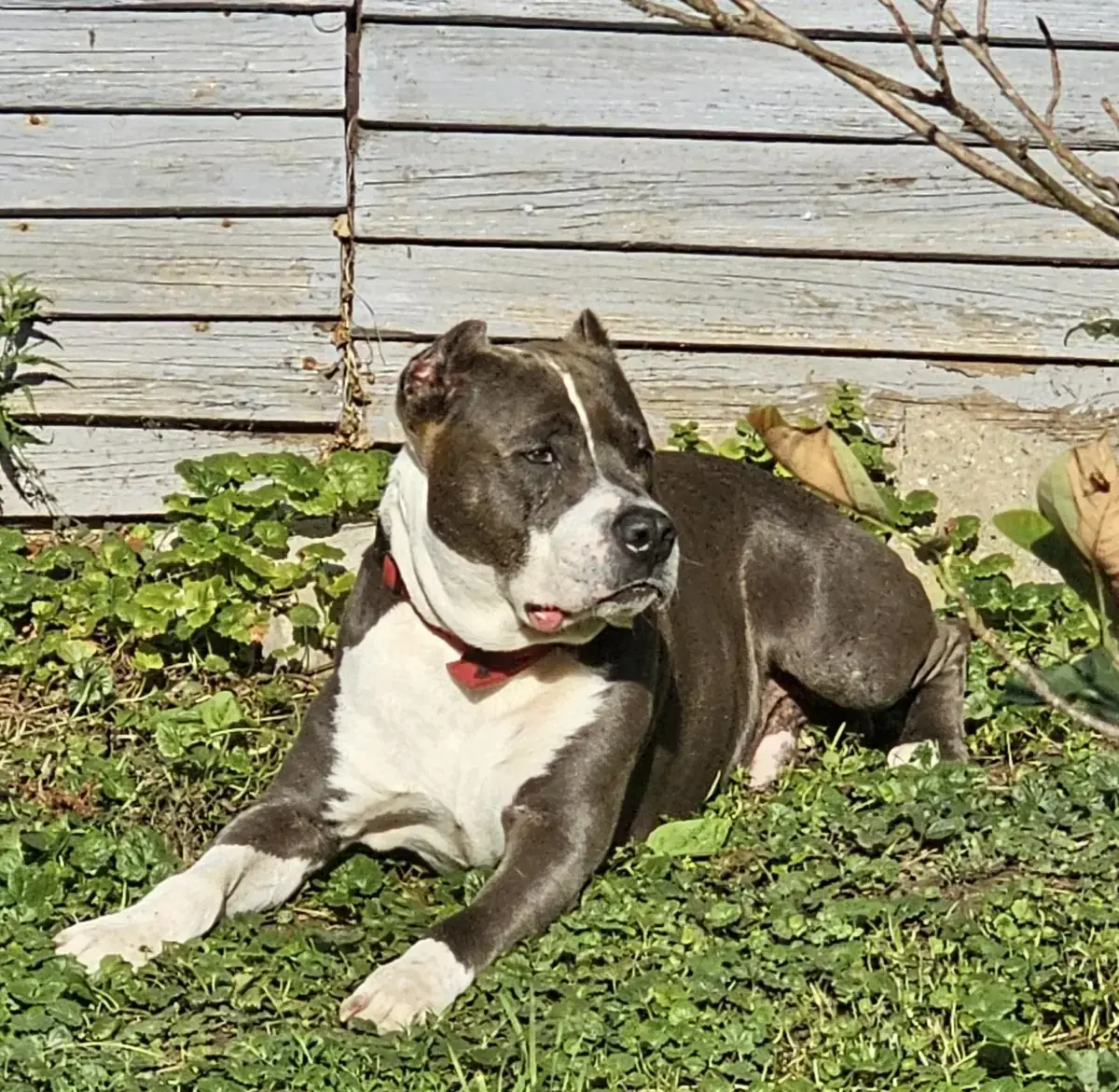 Buddy -  - Bild 1
