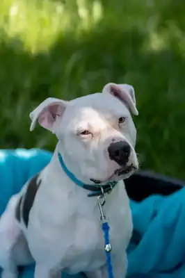 Apollo – American Staffordshire Terrier – Bild 10
