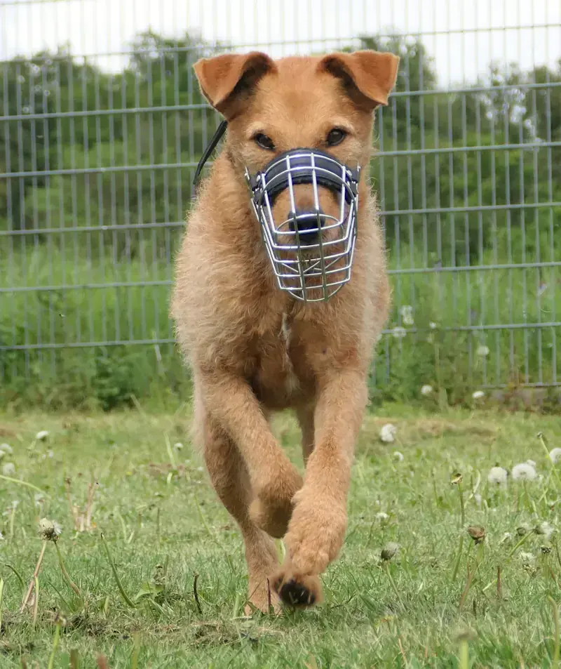 Boris - Irish Terrier - Bild 3