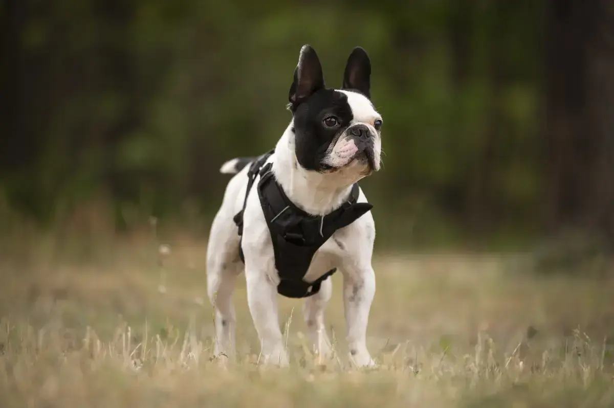 Rüdiger - Französische Bulldogge - Bild 2