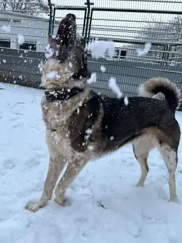 Nala -  - Bild 8
