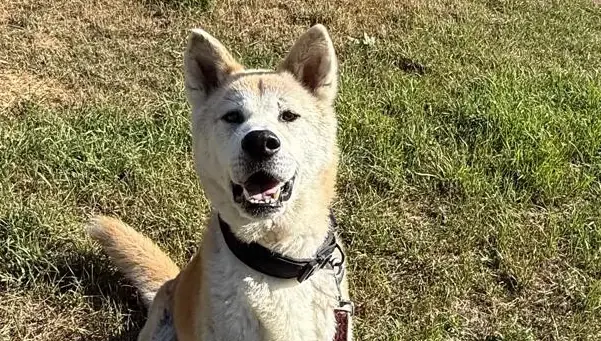 Elvis - Akita - Bild 1