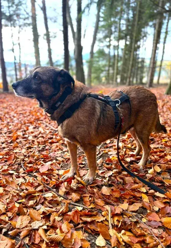 Timon -  - Bild 1