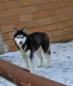 Siberian Husky Najad
