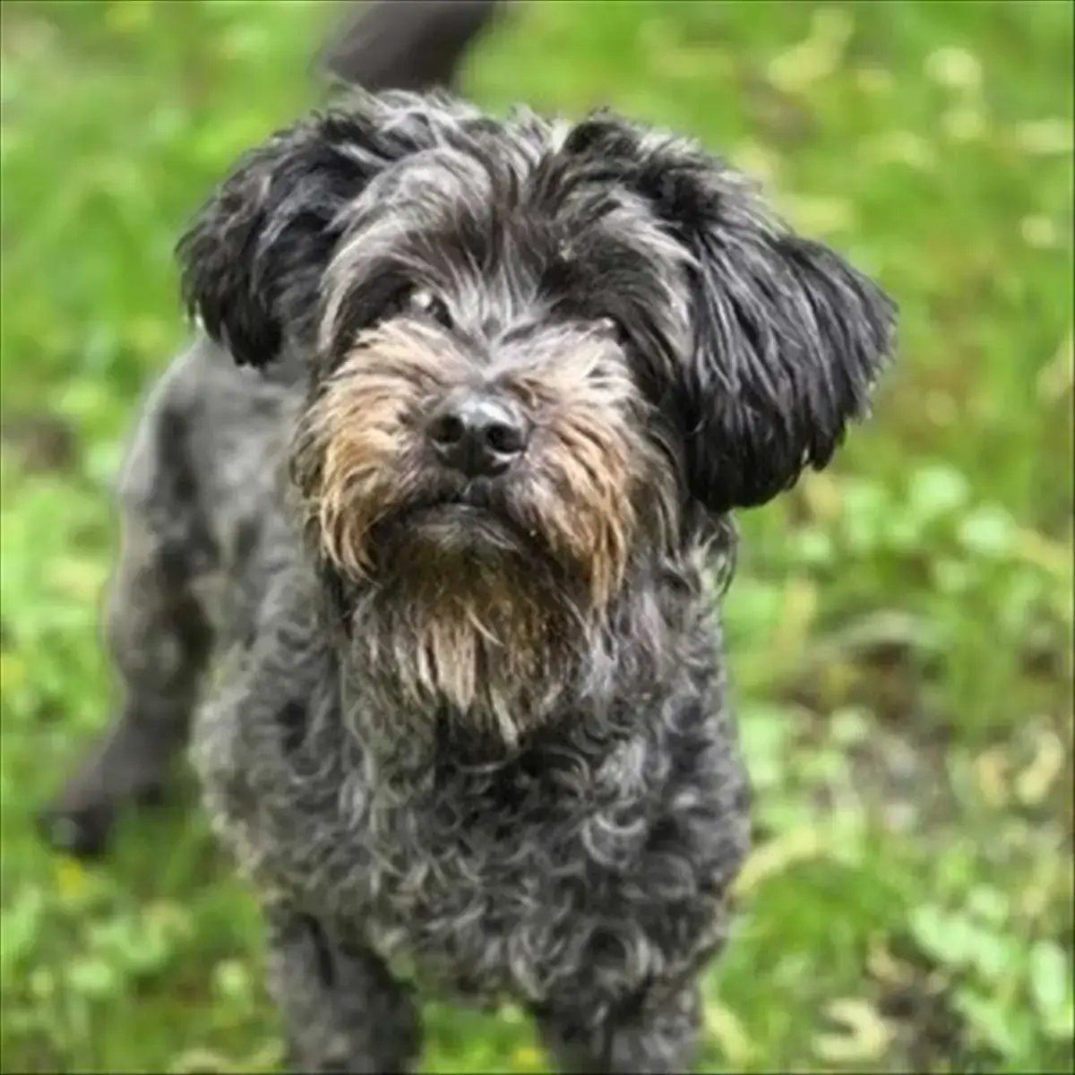 LILI - Zwergschnauzer - Bild 2