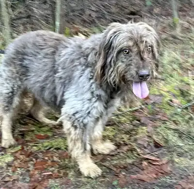 Mascha – Briard – Bild 8