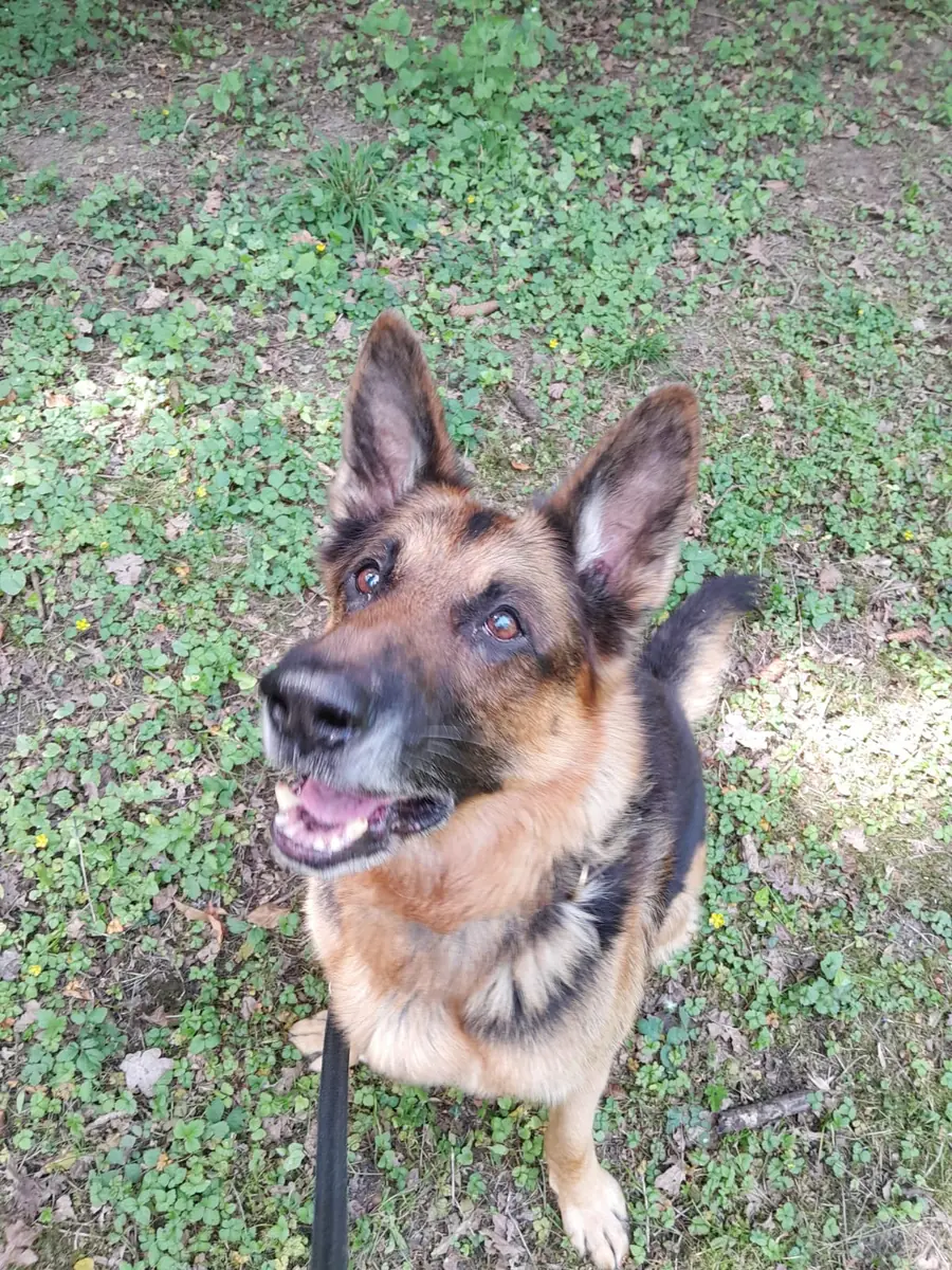 Aaron - Deutscher Schäferhund - Bild 5