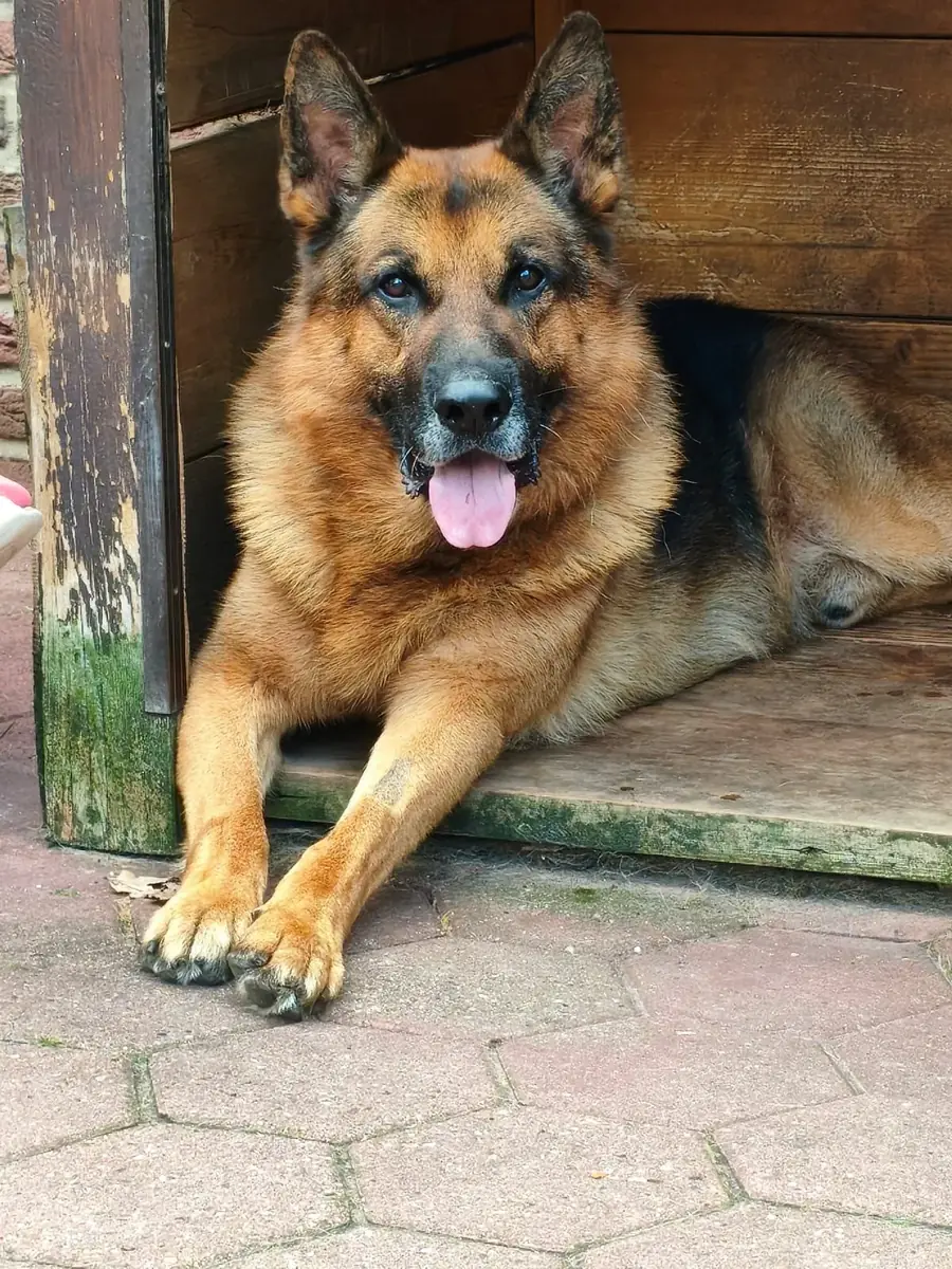 Rex - Deutscher Schäferhund - Bild 1