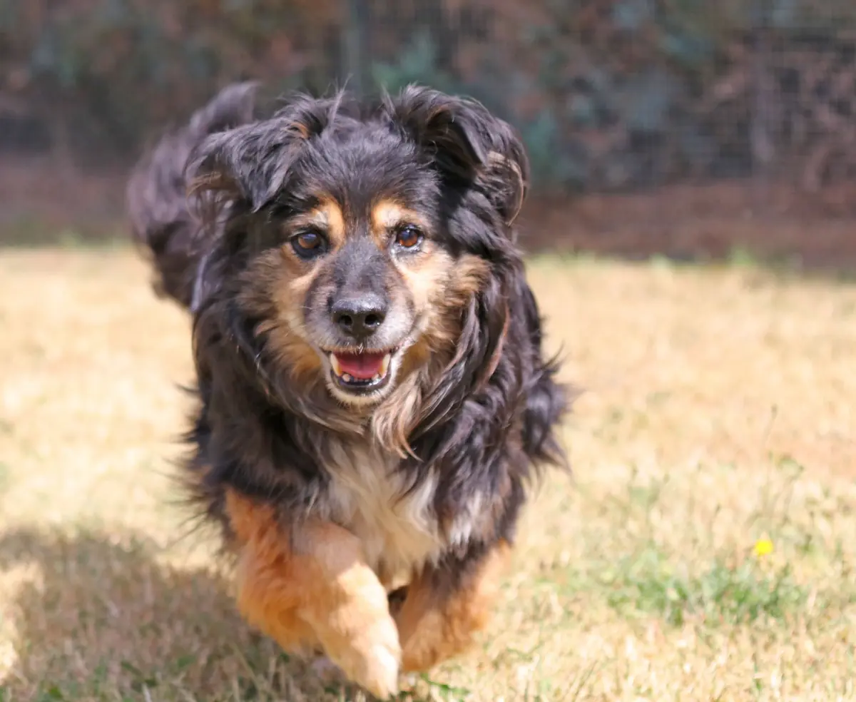 Buddy -  - Bild 11