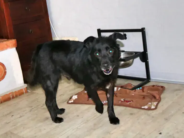 Hund Pety