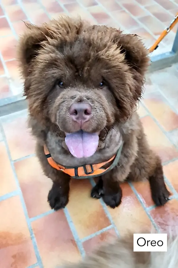 Cookie - Chow-Chow - Bild 3